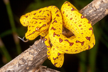 Green Tree Python (Morelia viridis).
