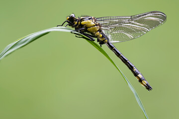 Gemeine Keiljungfer (Gomphus vulgatissimus)