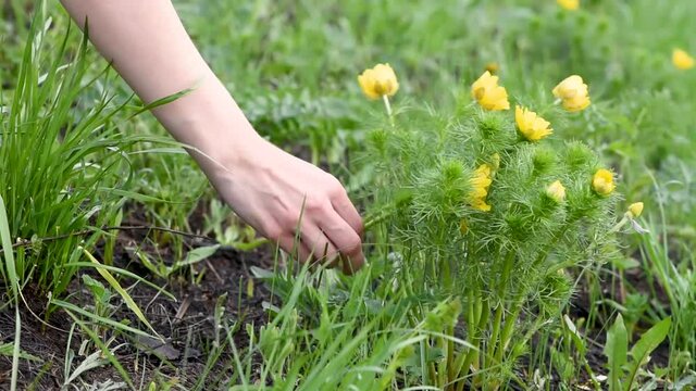Closeup of a female hand picks a beautiful yellow adonis flower in the summer in the meadow