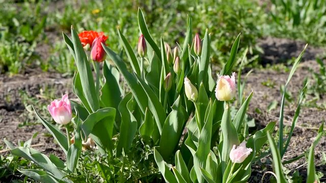 Beautiful blooming flowers tulips in spring in the garden swaying from the wind