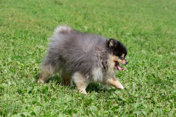Cute pomeranian spitz puppy is walking on a green grass in the summer park. Deutscher spitz or zwergspitz. Pet animals.