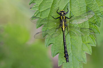 Gemeine Keiljungfer (Gomphus vulgatissimus)