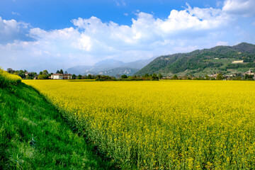 Obraz premium Panoramica di un campo di colza