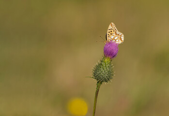 Kleiner Perlmuttfalter (Issoria lathonia)