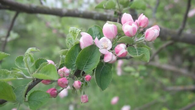 pink apple tree blossoms. flowers in the garden