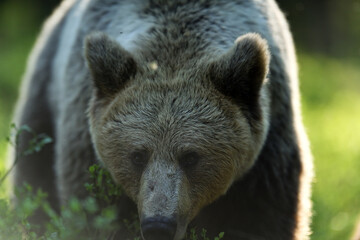 female brown bear closeup in forest