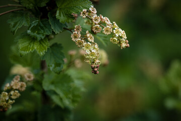 Blüten, vom Johannisbeerstrauch