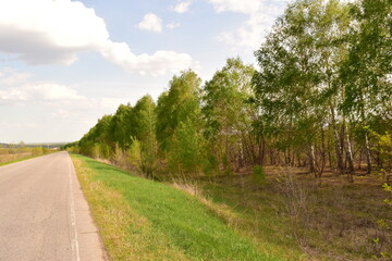 Fototapeta na wymiar trees along the road in spring