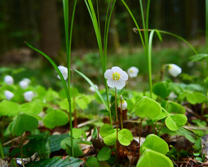 delicate spring flower in the forest