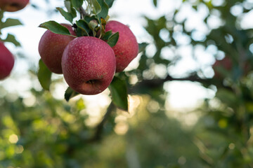 Landscape shot of three apples clustered on a branch, waiting to be harvested. 2/3 of the picture shows the apple orchard out of focus behind the tree