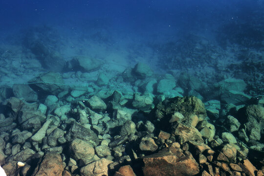coral reef in the sea