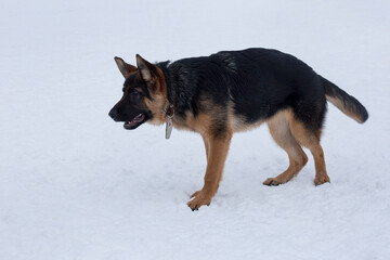 Cute german shepherd dog puppy is standing on white snow in the winter park. Four month old. Pet animals. Purebred dog.