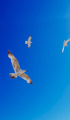 seagull in the sky