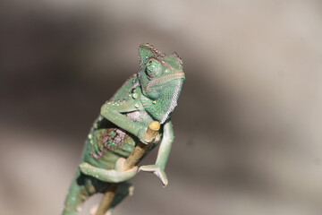 Veiled Chameleon on plant against green background, Veiled chameleon (Chamaeleo calyptratus) resting on a branch in its habitat
