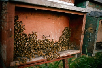 bees in the hive