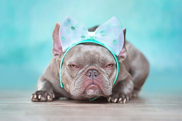 Grumpy looking French Bulldog dog wearing ribbon headband in front of blue wall