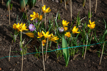Spring background. Young yellow and purple crocuses grow in springtime. Beautiful colorful first flowers in spring. Fresh urban garden greenery. Yellow Snow crocus and purple or blue Early Crocus