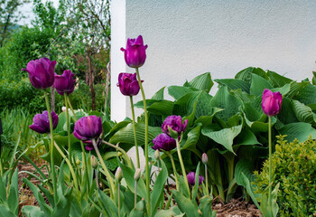 Tulipany fioletowe na tle zielonej funki i nowoczesnej ściany w ogrodzie