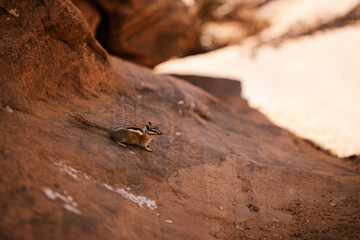 ant on a tree © Taddeo