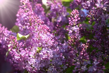 Lilac flowers spring blossom, blooming violet lilac flowers in a garden