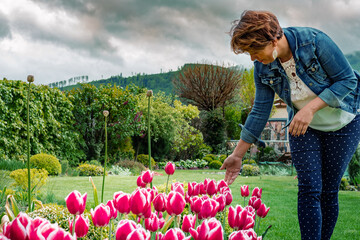 Mój ogród pełen kwitnących tulipanów - obrazy, fototapety, plakaty