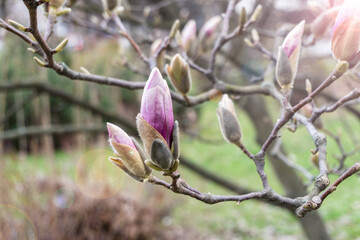 Closed magnolia bud. Magnolia flowers background close up. Spring season. Botany and gardening. Branch of magnolia.
