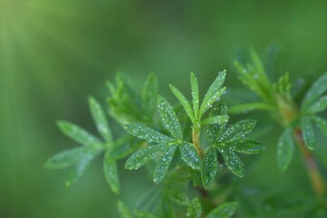 Green leaves od drops of dew, closeup of shrubby cinquefoil leaves., nature background 