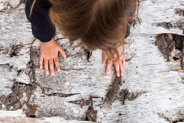 Kind fühlt Birkenrinde. Child feels birch bark.