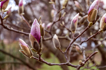 Natural background concept. Pink magnolia branch. Magnolia flowers in spring time.