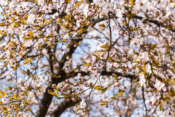 Blossoming branch with flower of cherry tree. Spring concept. Spring bloom, blossom, white flowers on tree branch. Bokeh abstract background with copyspace