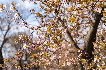 White cherry flowers. The branches of a blossoming tree. Cherry tree with white flowers. Blurred background. Spring background