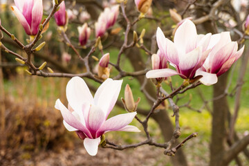 Obraz premium Magnolia flowers. Tender bloom. Floral backdrop. Botanical garden concept. Aroma and fragrance. Spring season. Botany and gardening. Branch of magnolia. Natural background concept.