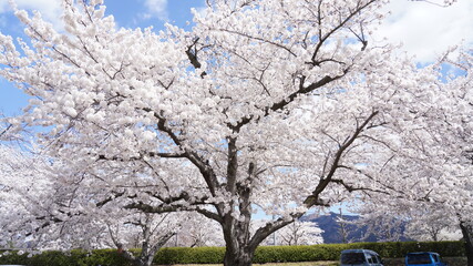 cherry blossom in spring