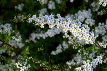 White Thunberg Spirea flowers in spring in a blooming garden