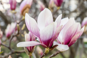 Fototapeta premium Magnolia flowers. Magnolia flowers background close up. Tender bloom. Floral backdrop. Botanical garden concept. Aroma and fragrance. Spring season. Botany and gardening. Branch of magnolia.
