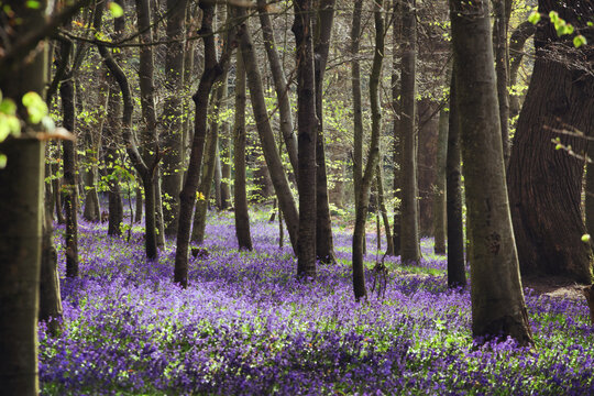 Native wild bluebells in woodland on a spring day in England