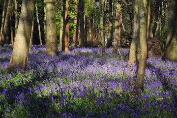 Native wild bluebells in woodland on a spring day in England