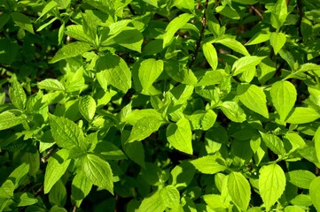 Green leaves of a flowering bush in the spring in the garden.