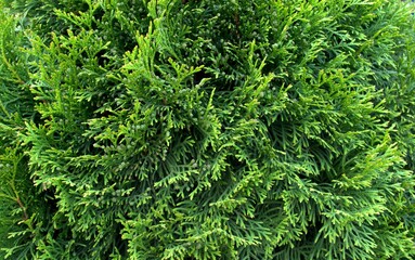 Green branches of Thuja in the garden