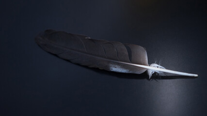 Black feather