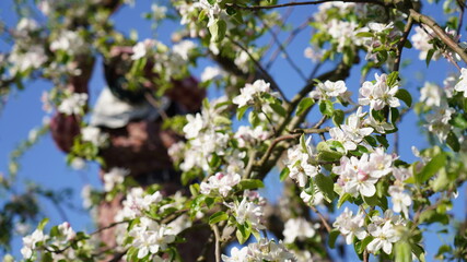 apple blossom