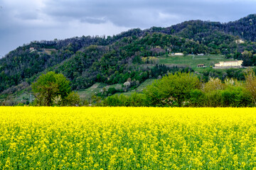 Panoramica di un campo di colza