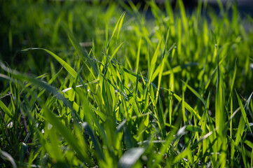 Fresh green leaves at spring. Selective focus with shallow depth of field.