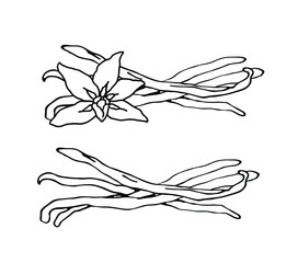 Vanilla. Vanilla flower and pods. Isolated vector on a white background.
