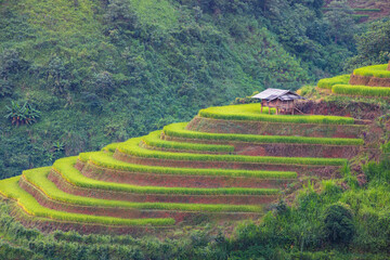 terraces rice field At Mu cang chai, Vietnam, The time when the green field was a curved field. And there was light shining on the field
