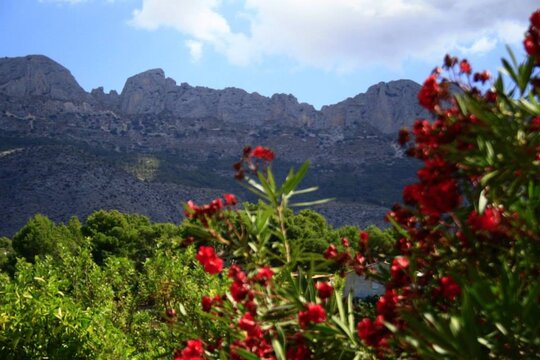 A Distant Mountain In The Summer Accompanied By Red Flowers 