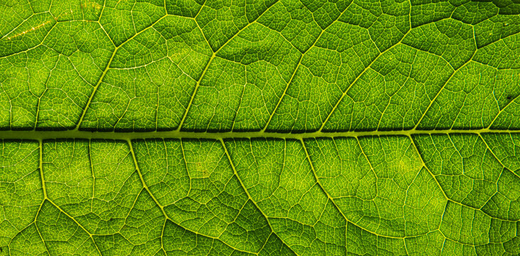 Fresh green leaf texture background