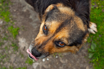 Angry yard dog close up. The dog growls and shows fangs on a background of green grass.