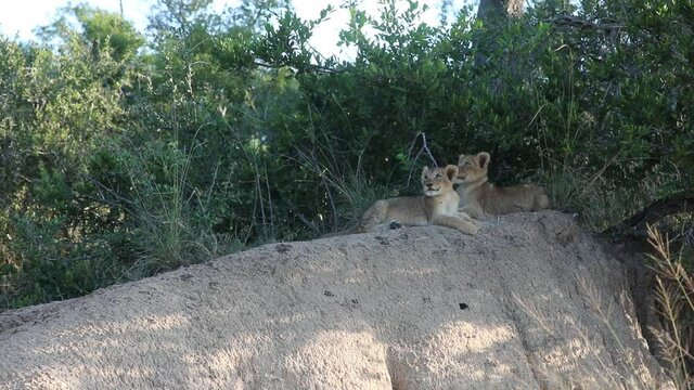 Lion Cubs in the bush