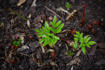 Red sprouts and green leaves of young Astilba plant in soil of urban flower bed.  Beautiful Astilbe decorative plants grow in early springtime.  Top view.  Spring background with copy space
